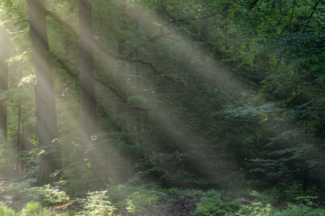 Forest with Haze and Sunbeams in the Morning in Spring, Vielbrunn,  Odenwald, Hesse, Germany Poster Print by Raimund Linke (18 x 12)