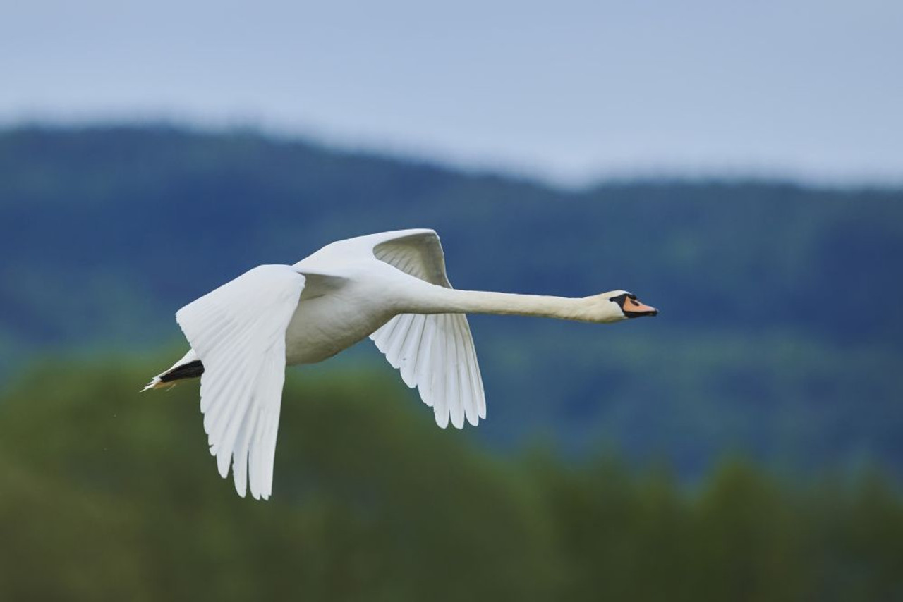 Mute swan (Cygnus olor) flying over the Bavarian Forest; Bavaria