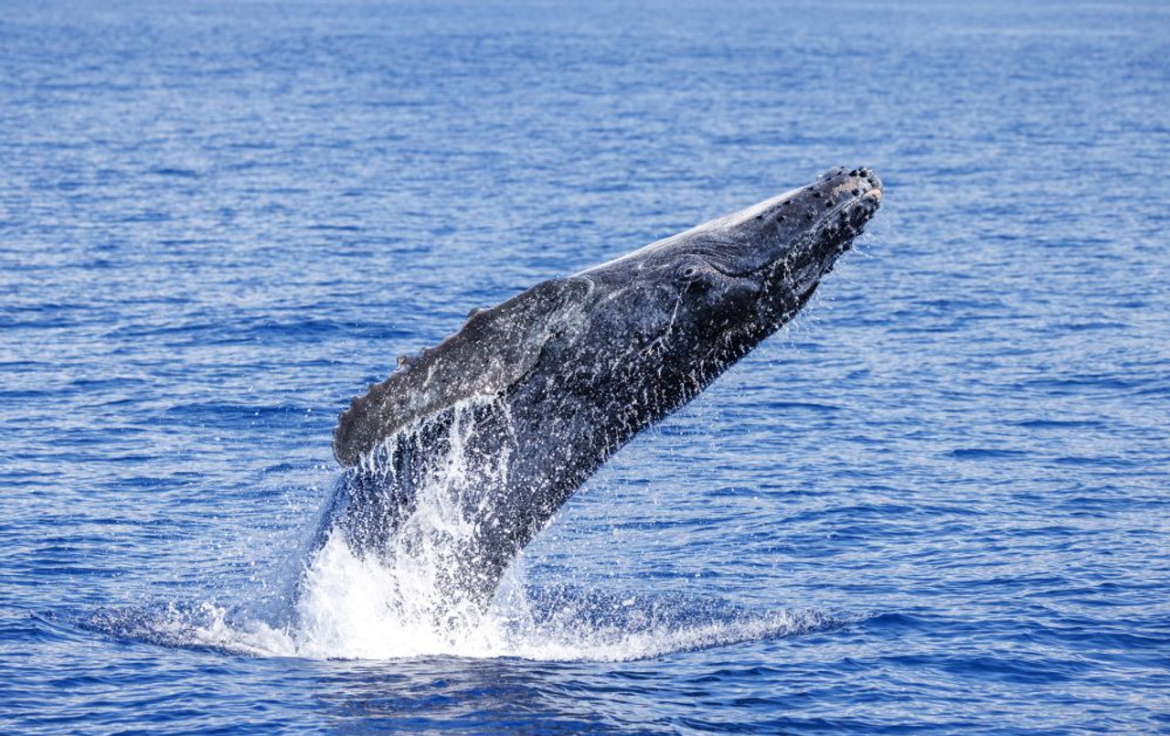 humpback whale calf