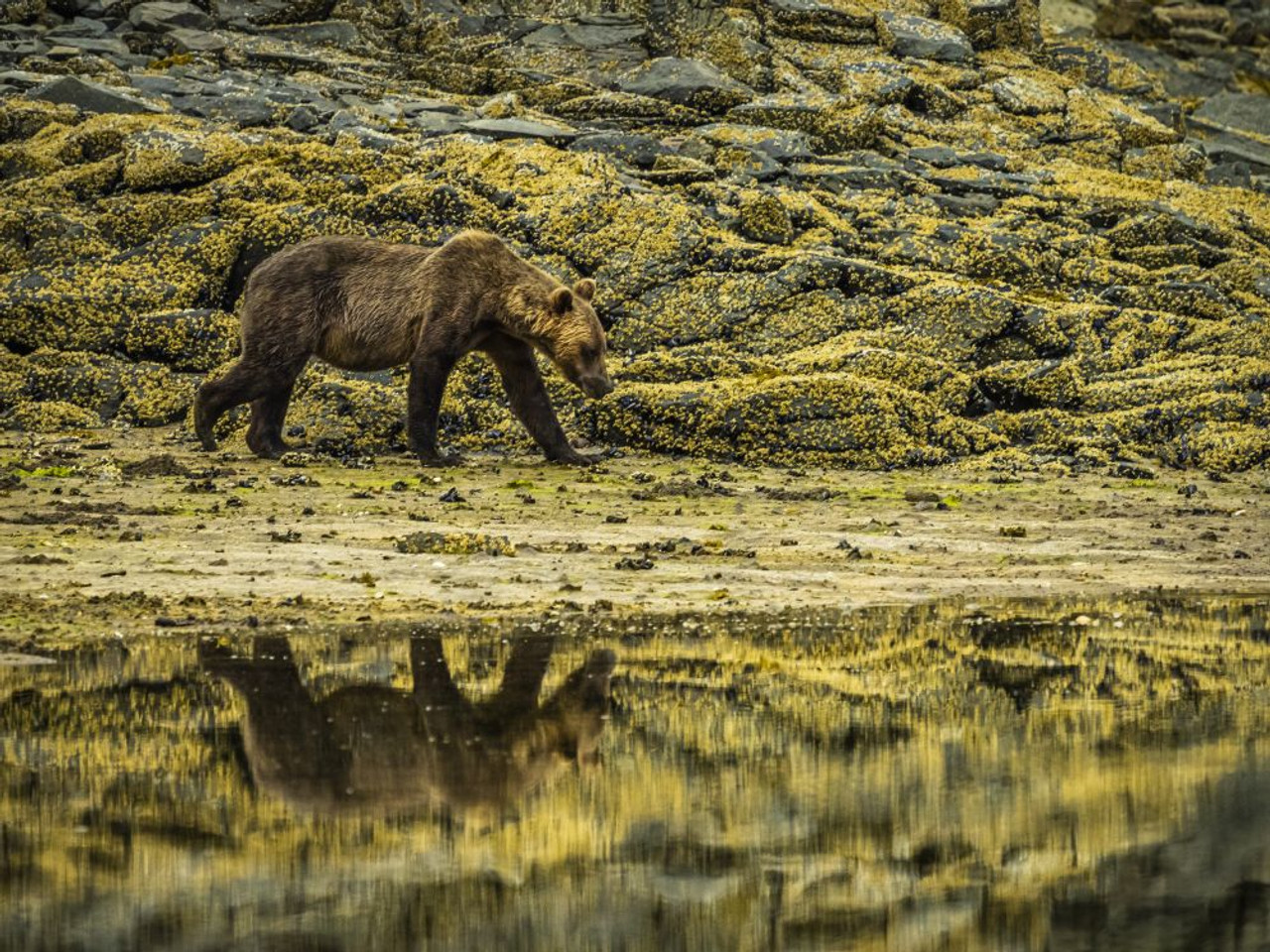 Brown Bear  National Geographic