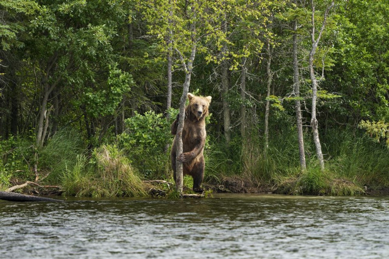 One of the oldest – and most beloved – bears at Katmai National Park  finally returns to Brooks Falls - Alaska Public Media