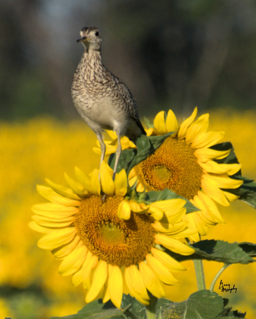 Sunflower (13)- Print