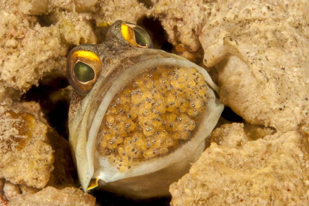 Male Goldspecs jawfish (Opistognathus randalli) with mouth brooding