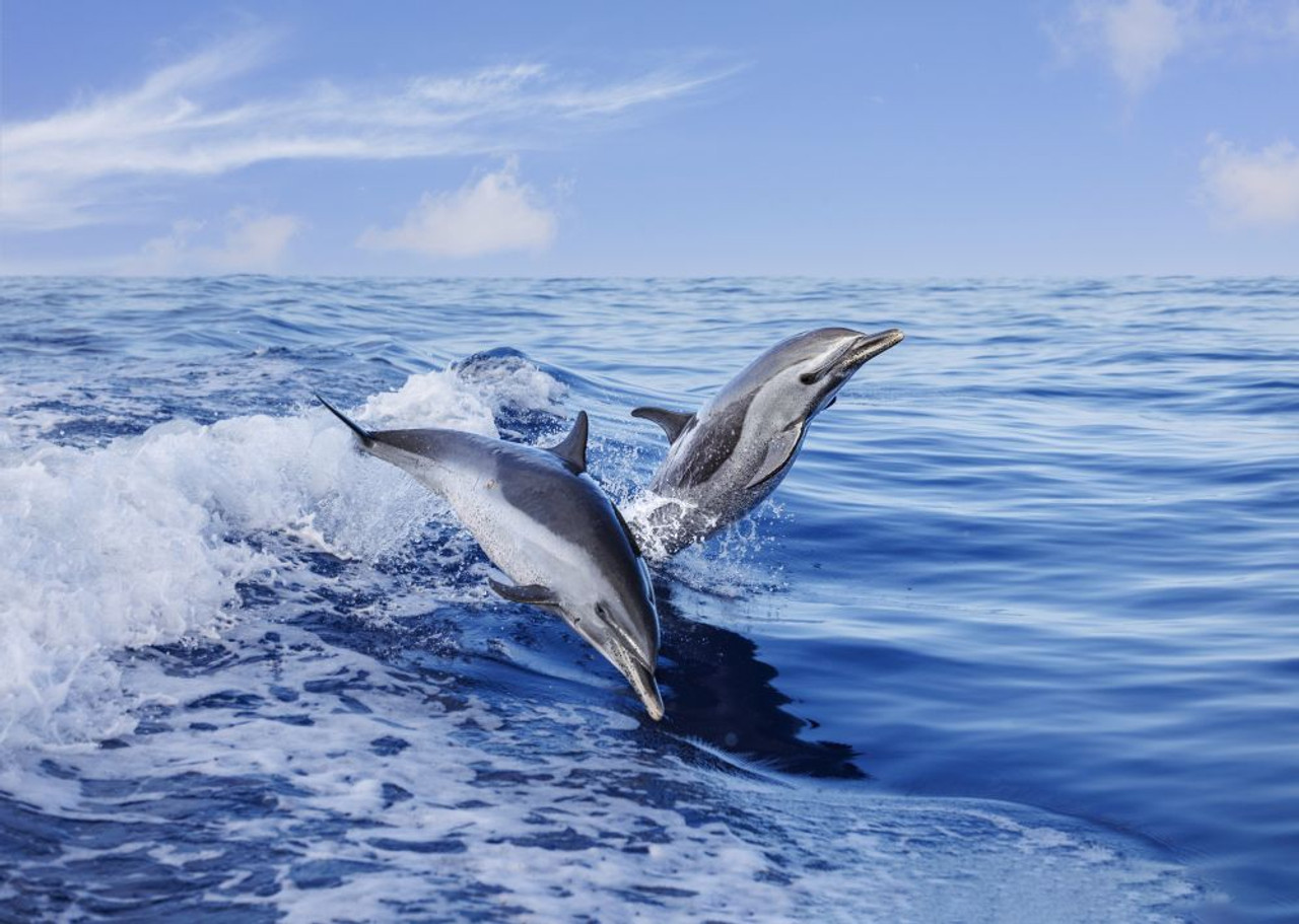 Pantropical spotted dolphins (Stenella attenuata) leap out of the open  ocean; Hawaii, United States of America Poster Print by Dave Fleetham (19 x  13) - Posterazzi