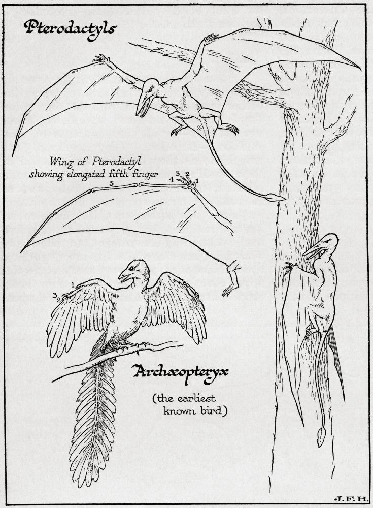 pterodactyl drawing