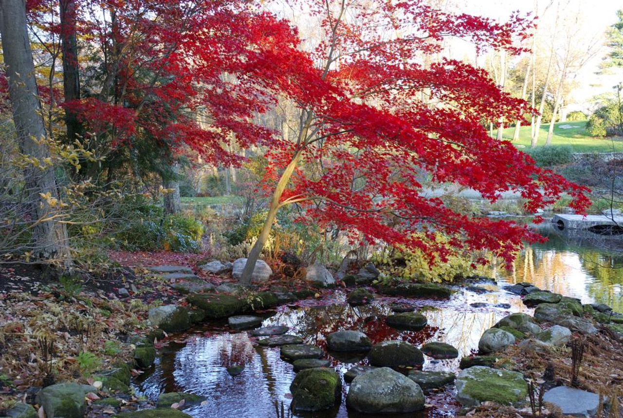 A Japanese maple with colorful, red foliage at a stream's
