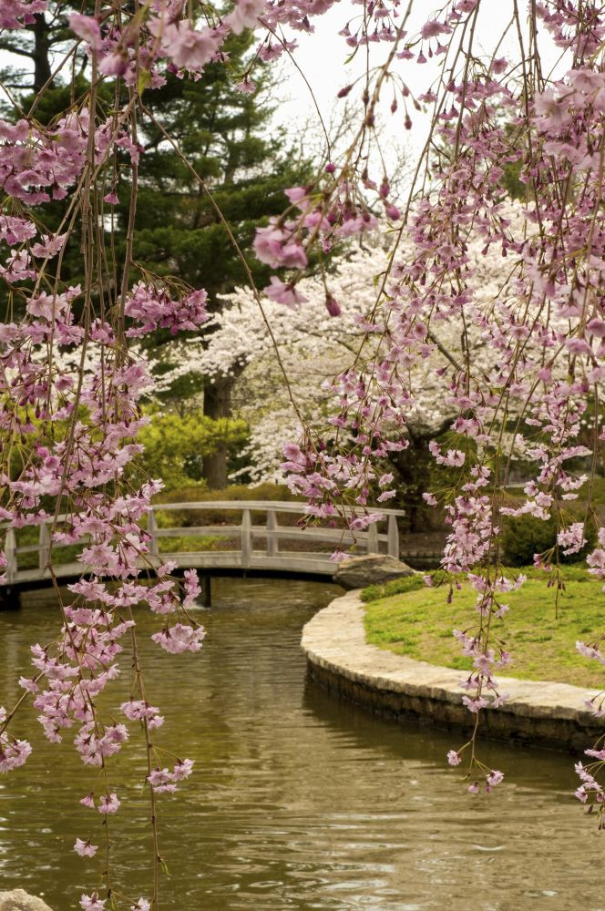橋本シャーン】Makuhari Gardenwalk View of a Japanese garden in a