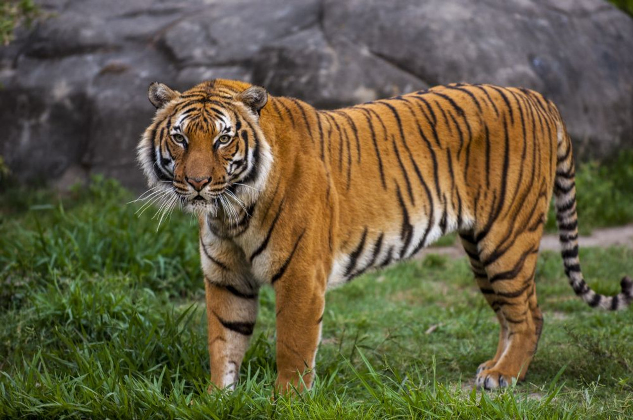 Indochinese tigers