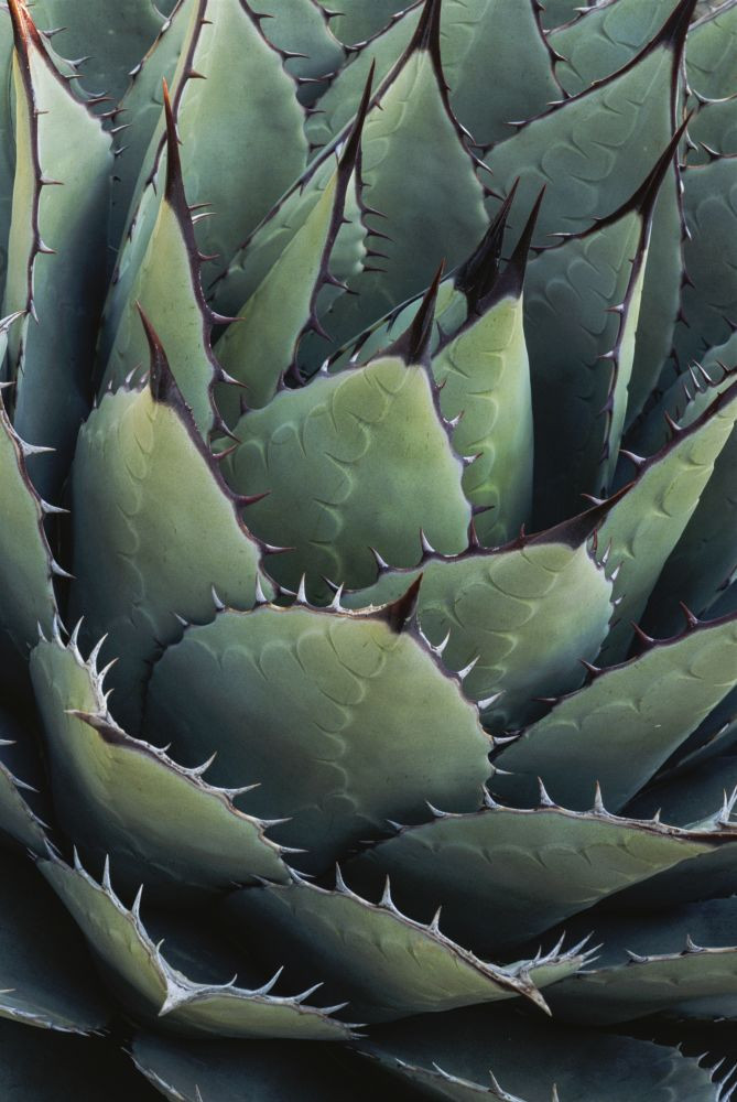 Close view of leaf detail of an Agave plant (Agave parryi huachucensis) in  the Chihuahuan Desert,