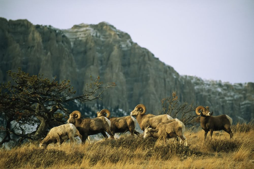 Herd of Bighorn sheep (Ovis canadensis) grazing in a mountain valley ...