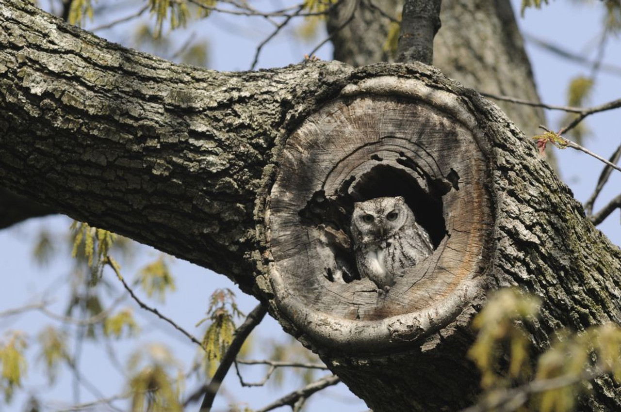 Screech owl in a tree hollow.; Cambridge, Massachusetts. Poster Print by Darlyne Murawski (17 x 11) - Posterazzi screech-owl-in-a-tree-hollow-cambridge-massachusetts-poster-print-by-darlyne-murawski-17-x-11-posterazzi
