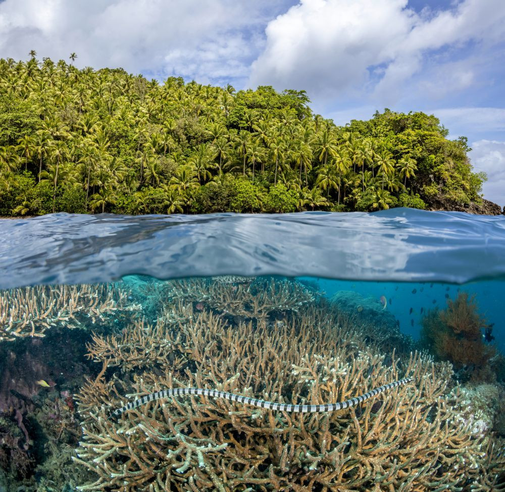 Split View of a venomous banded yellow-lipped sea snake (Laticauda