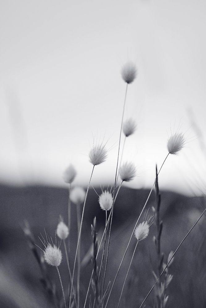 In the Nature Poster Print - and Seb Sisi - Posterazzi