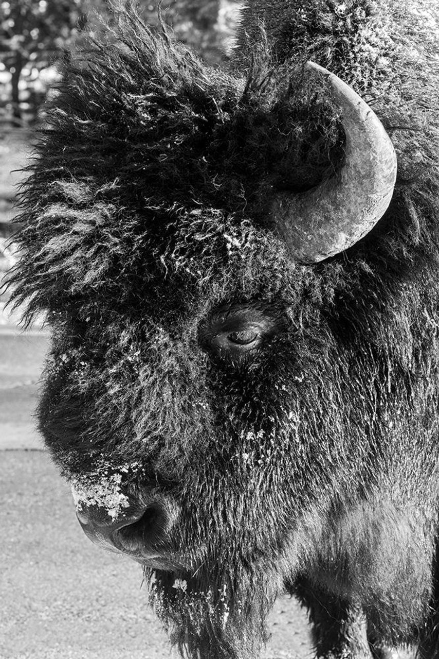 USA-Wyoming-Yellowstone National Park-Lone male American bison-aka buffalo with frost on face-Head Poster Print - Cindy Miller Hopkins # VARPDXUS51CMI0196 - Posterazzi usa-wyoming-yellowstone-national-park-lone-male-american-bison-aka-buffalo-with-frost-on-face-head-poster-print-cindy-miller-hopkins-varpdxus51cmi0196-posterazzi