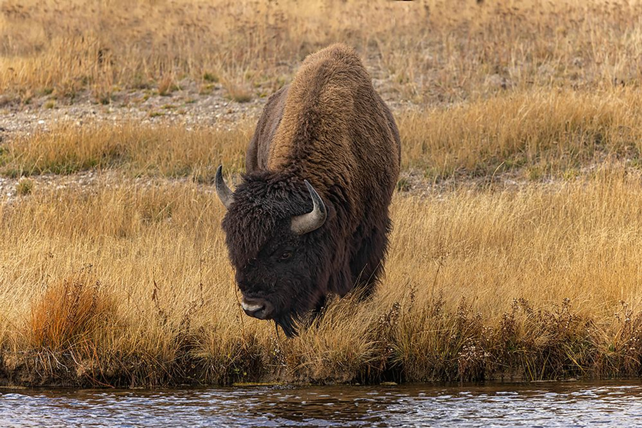 American Bison Yellowstone National Park-Wyoming Poster Print - Adam Jones # VARPDXUS51AJE0872 - Posterazzi american-bison-yellowstone-national-park-wyoming-poster-print-adam-jones-varpdxus51aje0872-posterazzi