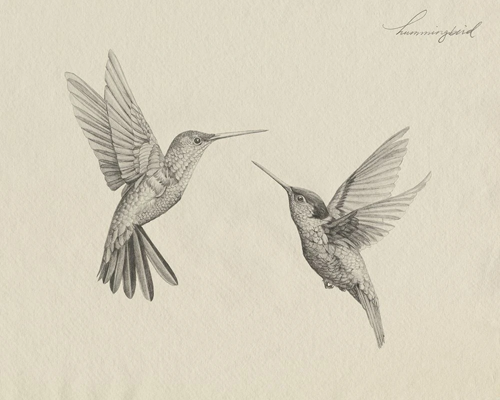 drawing hummingbird