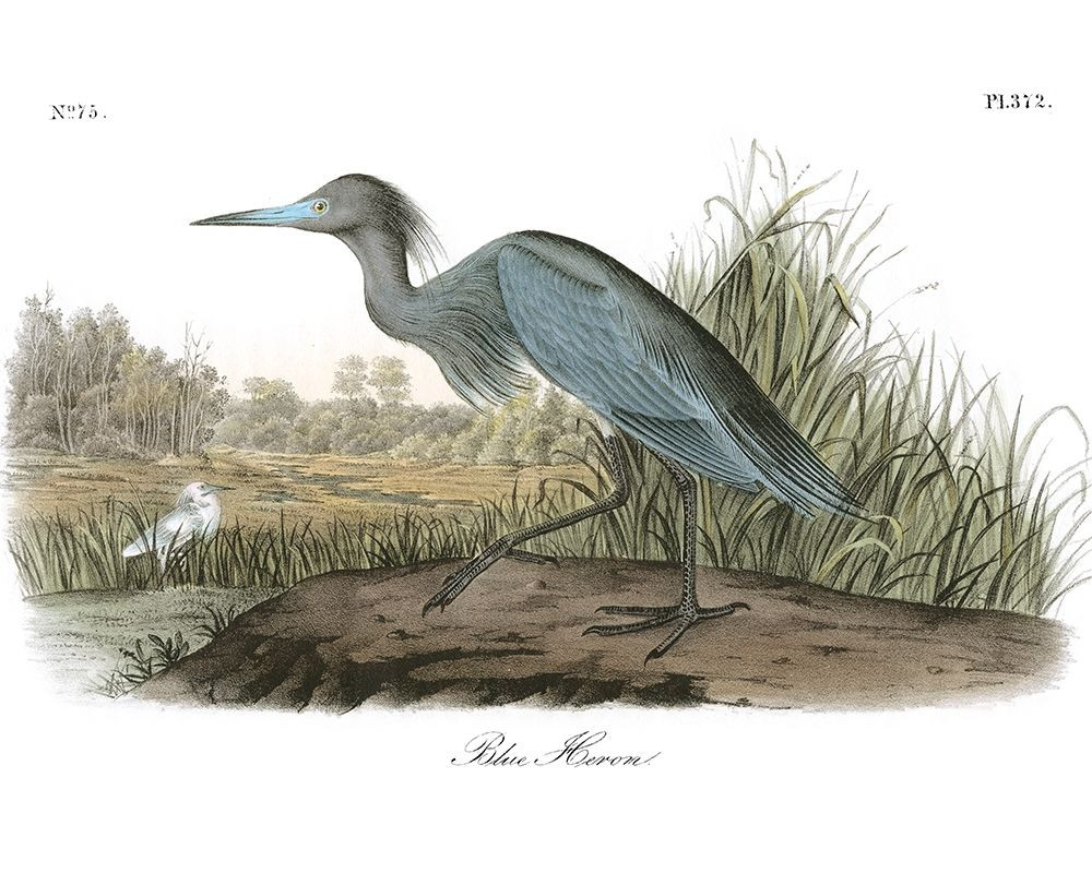 Blue Heron Poster Print - John James Audubon - Posterazzi