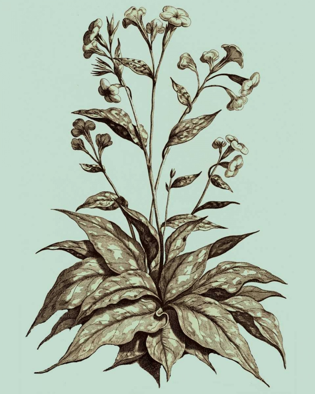 Imperial Munting IV Poster Print - Abraham Munting - Posterazzi