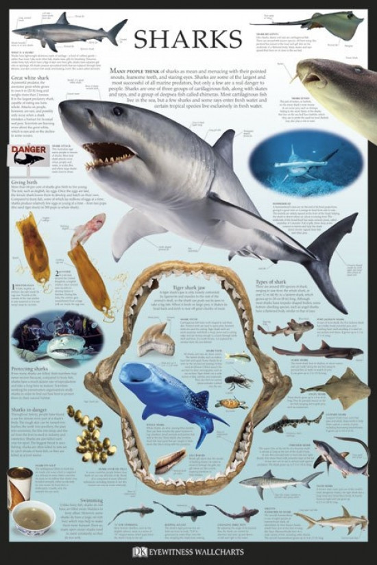 Sharks - Dorling Kindersley Poster Poster Print - Item