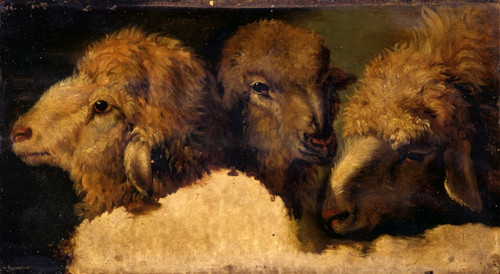 Study Of Sheep Head Poster Print
