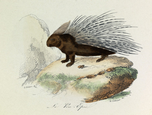 Engraving Poster Print - Item # VAREVCCRLA004YF173H