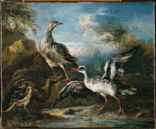 Fight Between Herons Poster Print - Item # VAREVCMOND074VJ669H