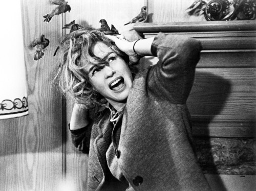 The Birds Photo Print - Item # VAREVCMBDBIRDEC015