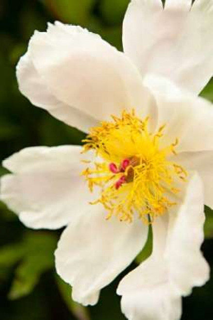 Peony Japonica I Poster Print by Karyn Millet - Item # VARPDXPSMLT256