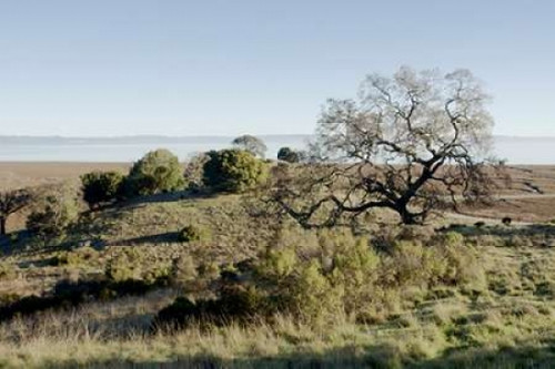 Oak Tree - 38 Poster Print by Alan Blaustein