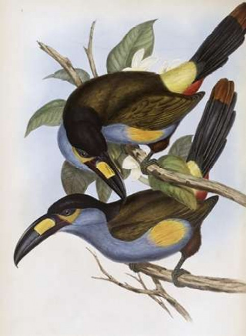 Laminated Hill Toucan Poster Print by  John Glover - Item # VARPDX277769