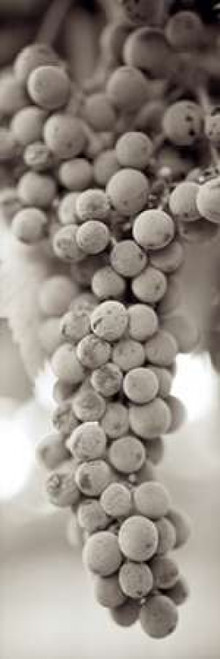 Grapes Pano - 9 Poster Print by Alan Blaustein - Item # VARPDXABGR10