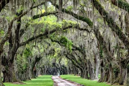 The Old South Poster Print by  Daniel Burt - Item # VARPDXB3335D