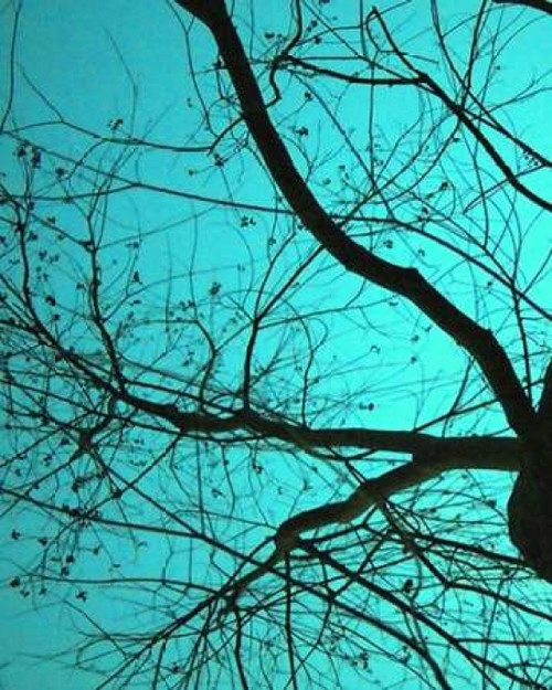 Branches on Teal I Poster Print by Gail Peck - Item # VARPDX9214
