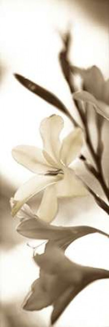 Florison - 76 Poster Print by Alan Blaustein - Item # VARPDXABFLV07