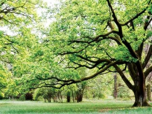 Green Woods 4 Poster Print by  PhotoINC Studio - Item # VARPDXP925D