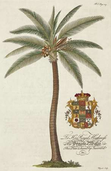 Coconut Palm Poster Print by  Georg Ehret