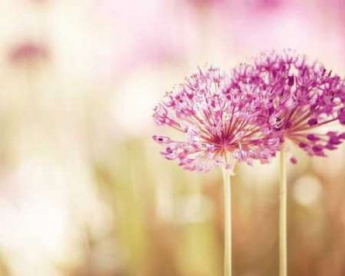 Bloom Poster Print by Carolyn Cochrane - Item # VARPDXC815D