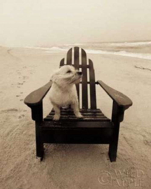 Lifes a beach Poster Print by Jim Dratfield - Item # VARPDX9288