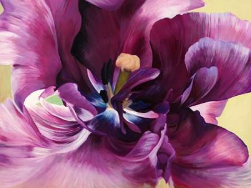 Purple tulip close-up Poster Print by Luca Villa - Item # VARPDX3LC506
