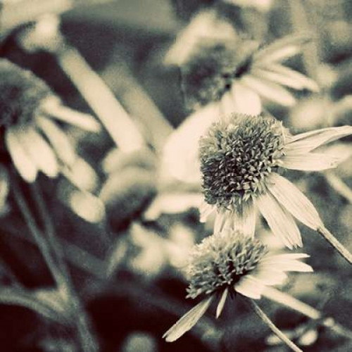 Fragile Daisies I Poster Print by Gail Peck - Item # VARPDX9347