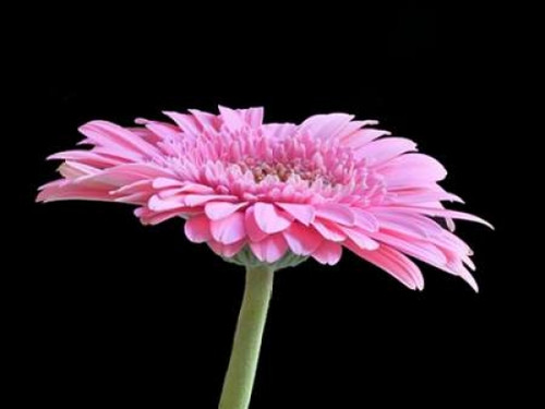 Gerber Angle III Poster Print by Jim Christensen - Item # VARPDXPSCRS171