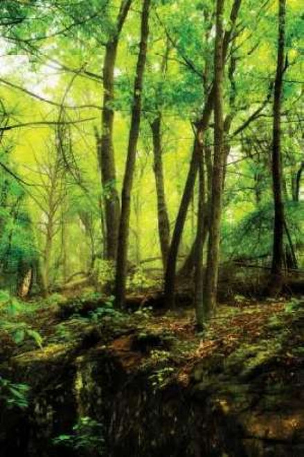 Deep Woods II Poster Print by Alan Hausenflock - Item # VARPDXPSHSF211