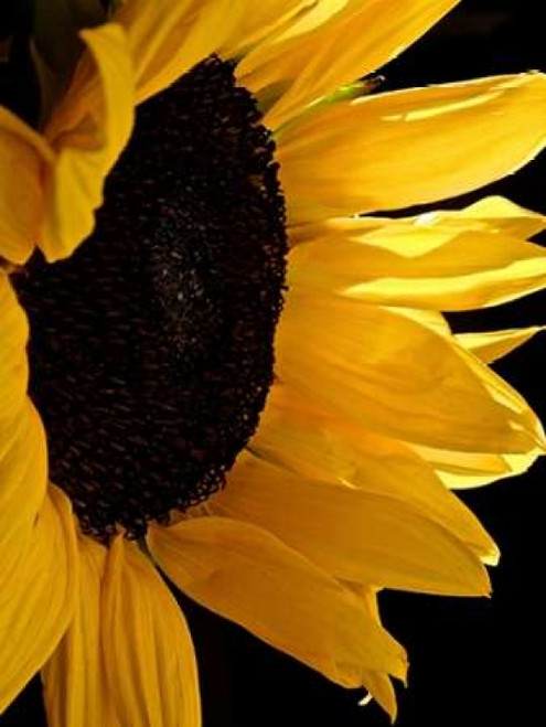 Sunlit Sunflowers II Poster Print by Monika Burkhart - Item # VARPDXPSBHT101 Sunlit Sunflowers II Poster Print by Monika Burkhart - Item # VARPDXPSBHT101