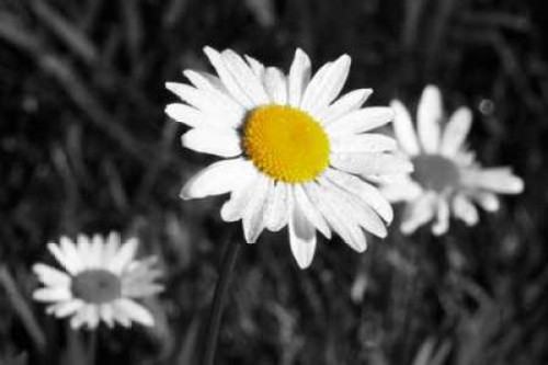 Morning Daisy II Poster Print by Vitaly Geyman - Item # VARPDXPSVIT466