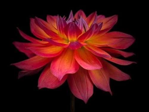 Dahlia Flower Poster Print by  Assaf Frank - Item # VARPDXAF20090807009