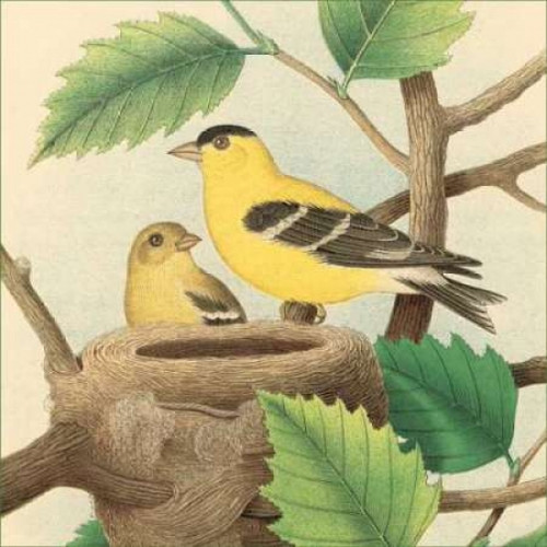 Goldfinch and Warbler A Poster Print by John Gould - Item # VARPDXCC3019A