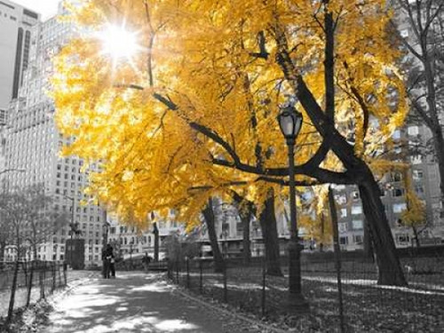 Pathway through Central park, New York City Poster Print by  Assaf Frank - Item # VARPDXAF201311191316