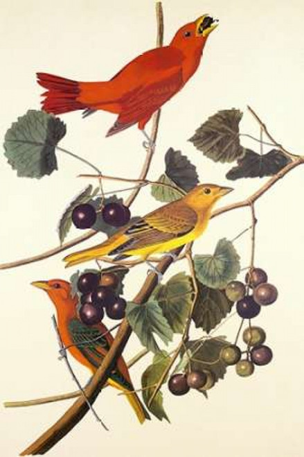 Summer Red Bird Poster Print by  John James Audubon