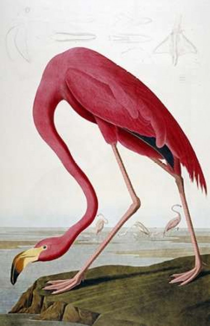 American Flamingo Poster Print by  John James Audubon - Item # VARPDX264572