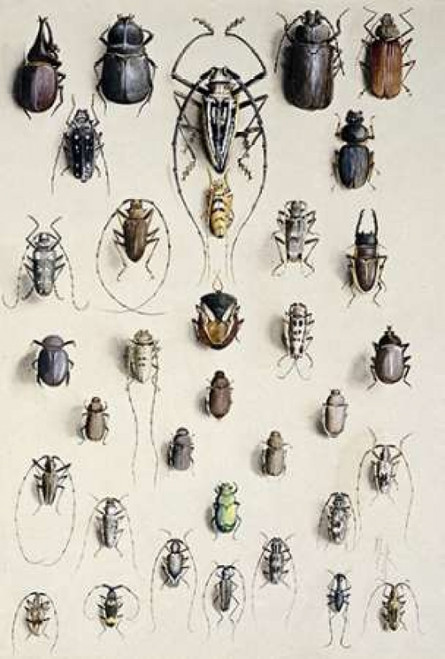 Thirty-Four Insects Poster Print by  Marian Ellis Rowan - Item # VARPDX267202